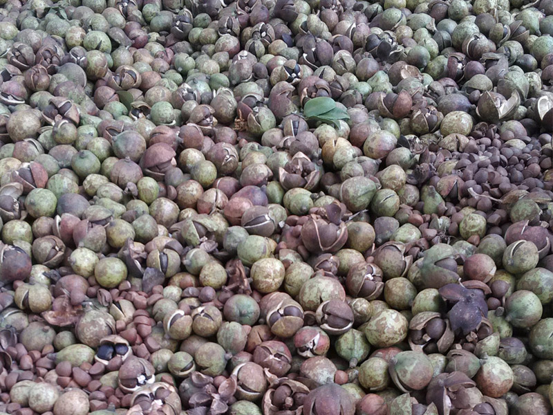 剛采摘的油茶樹果籽