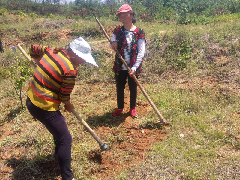 農(nóng)民工為油茶樹除草，干勁十足！