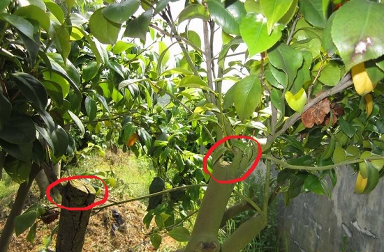 油茶的嫁接操作步驟及后期管理詳解