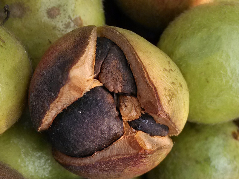 油茶籽油引領國內(nèi)外高級食用油市場