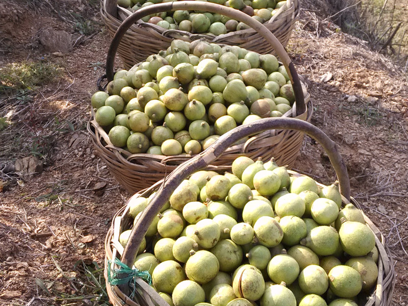專家推薦，用橄欖油或茶籽油代替其他烹調用油”
