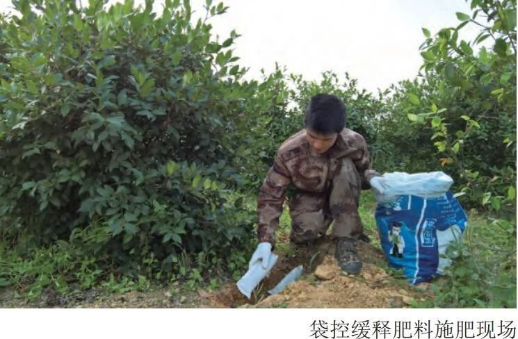 油茶營養(yǎng)及施肥技術