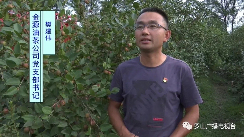 山店鄉(xiāng)： 黨建助農(nóng)見成效 油茶結(jié)出“致富果”