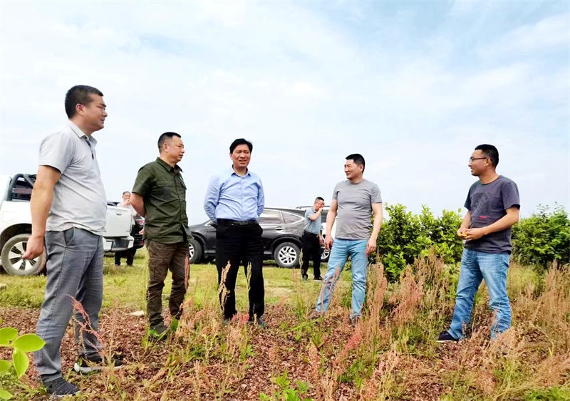 信陽市林茶局局長吳國慶來金源油茶調(diào)研油茶發(fā)展情況