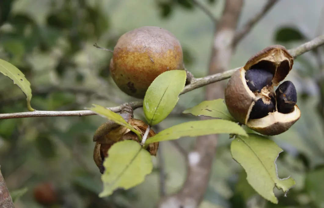 信陽市2024年中央財政油茶產(chǎn)業(yè)發(fā)展示范獎補項目培訓(xùn)會召開